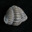 Partially Enrolled Flexicalymene Trilobite #4600-1
